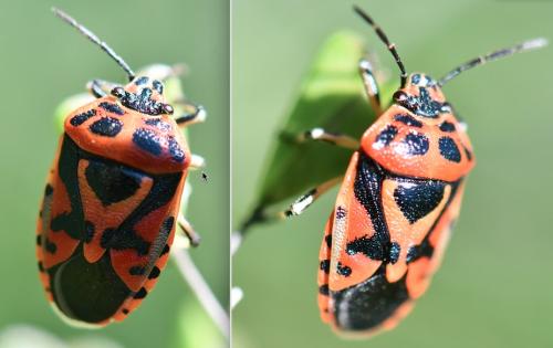 Eurydema ornata